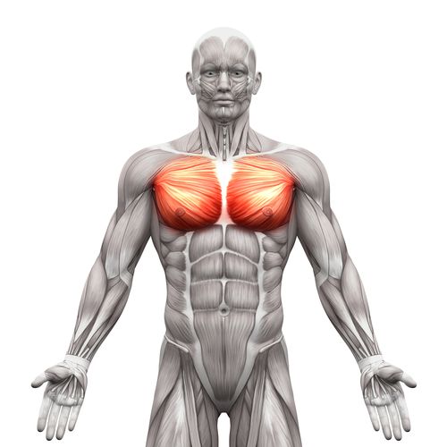 Pectoral muscles highlighted on the chest